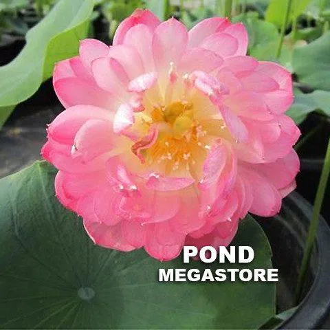 Little Scarlet Peach Lotus <br>Incredible bloomer!
